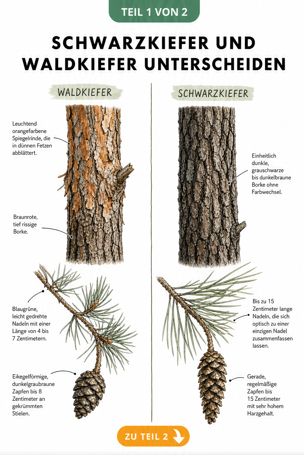 Botanische Illustration der Rinde, Nadeln und Zapfen von Waldkiefer und Schwarzkiefer im direkten Vergleich