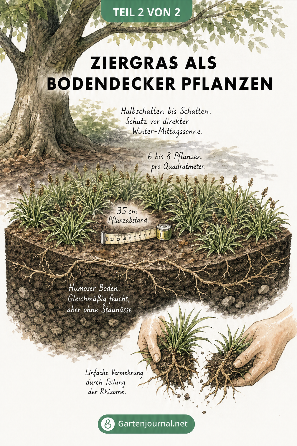 Querschnitt-Zeichnung eines Gartenbeets unter einem Baum, die Waldmarbel als Bodendecker zeigt. Mit Hinweisen zu Pflanzabstand, Bodenbeschaffenheit und...