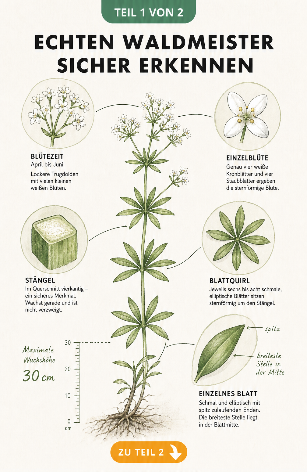 Botanische Illustration von Waldmeister mit Details zu Blättern, Stängel und Blüten