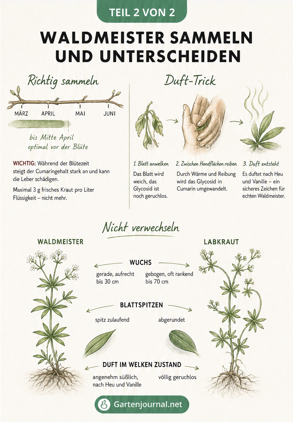 Illustration zur Erntezeit von Waldmeister und Unterscheidung zum Labkraut