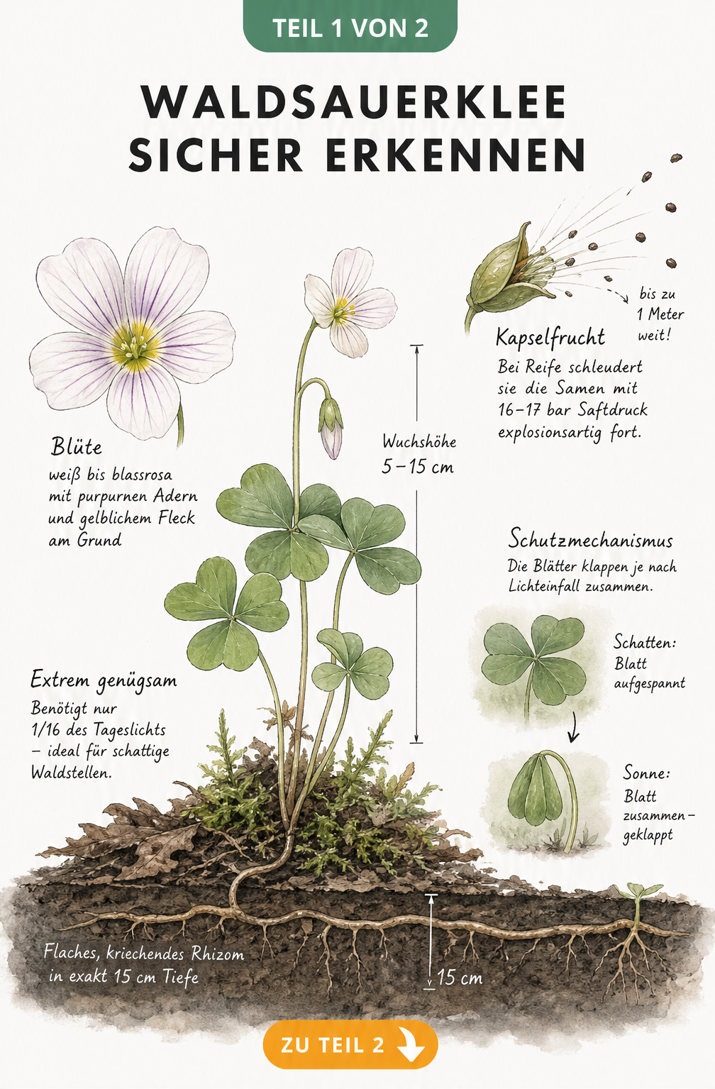 Botanische Illustration des Waldsauerklees mit Wurzel, Blättern, Blüte und Samenkapsel