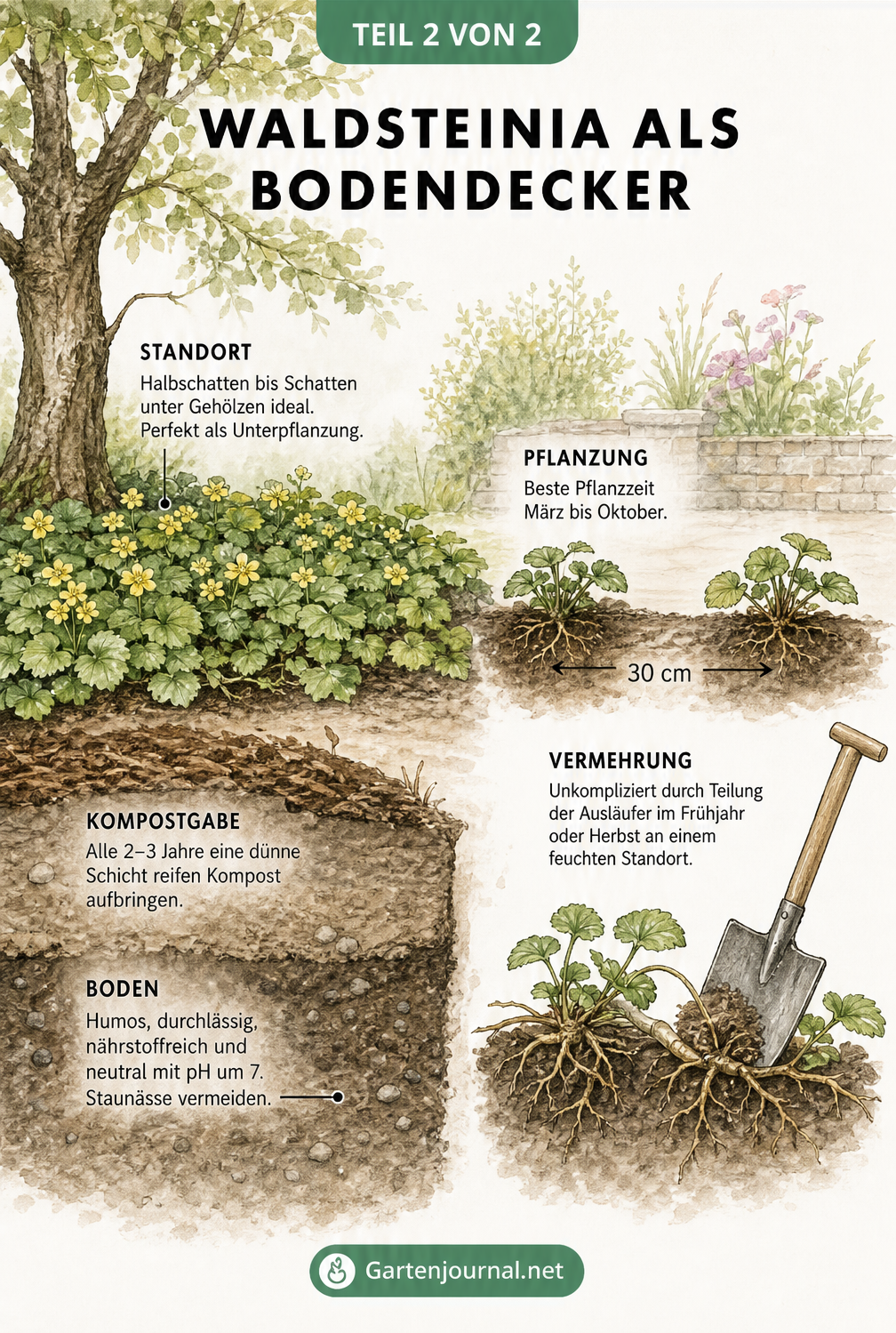 Querschnitt eines Gartenbeets mit Waldsteinia als Bodendecker unter einem Gehölz