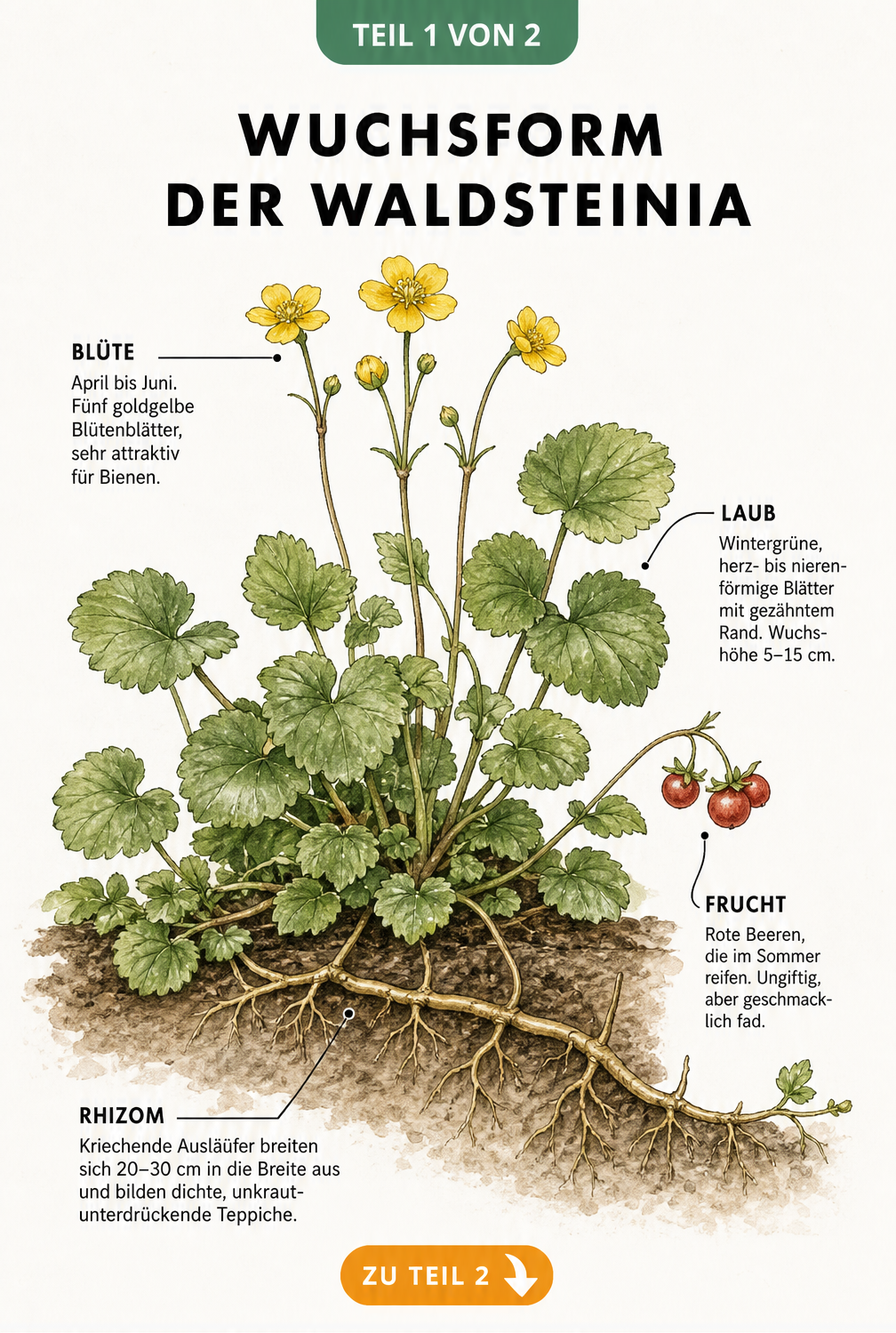 Botanische Illustration der Waldsteinia mit Blüten, Blättern, Beeren und Wurzelwerk