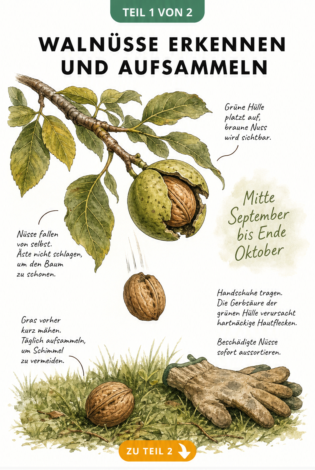 Illustration einer Walnuss am Ast, deren grüne Hülle aufplatzt, und einer heruntergefallenen Nuss im Gras.