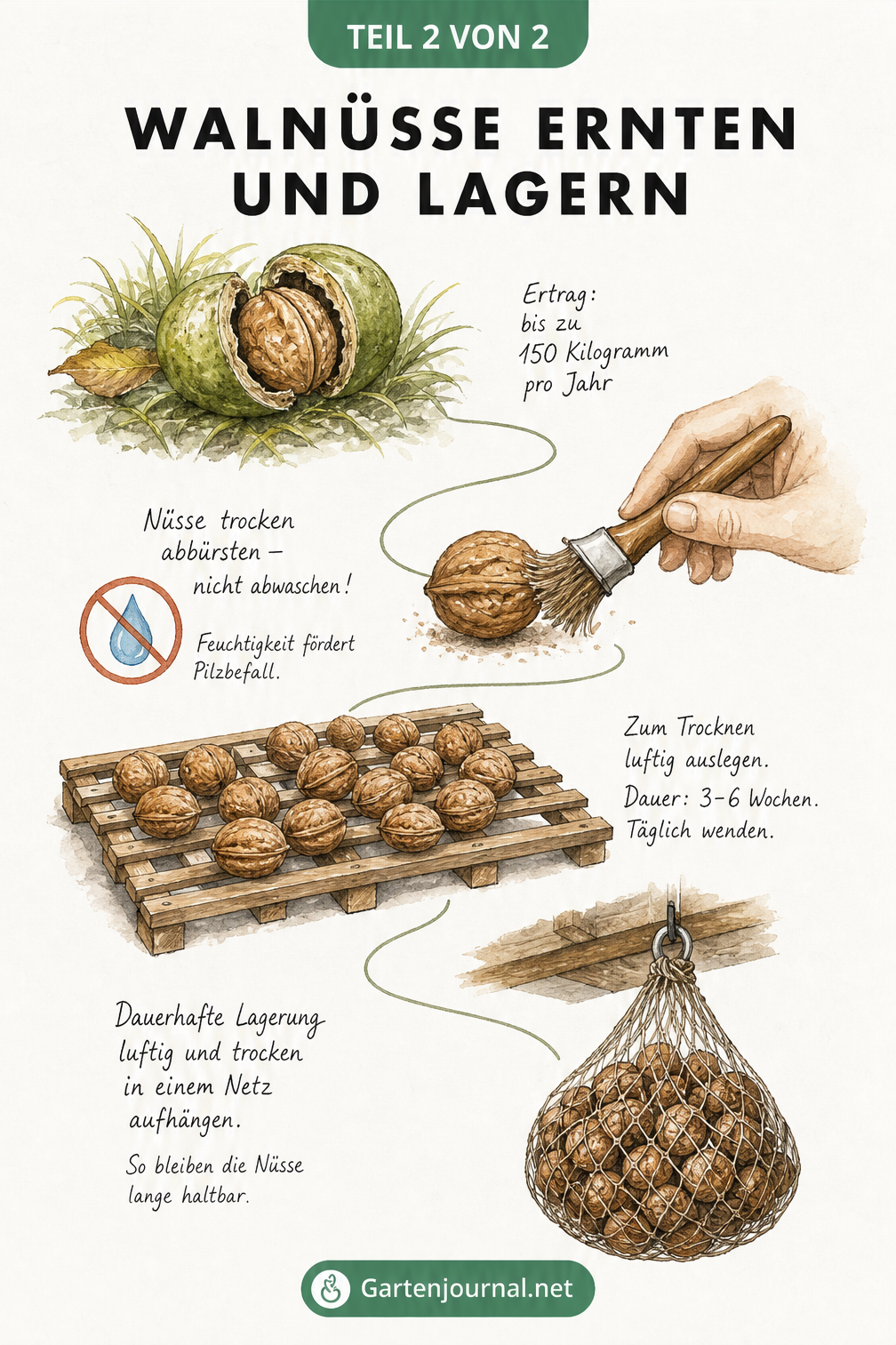 Illustration der Walnussernte und Lagerung: Von der aufgeplatzten grünen Frucht über das Trocknen auf einem Holzrost bis zur Aufbewahrung im Netz