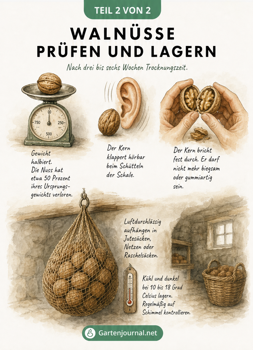 Illustration zur Prüfung von getrockneten Walnüssen mit Waage und Lagerung im Jutesack