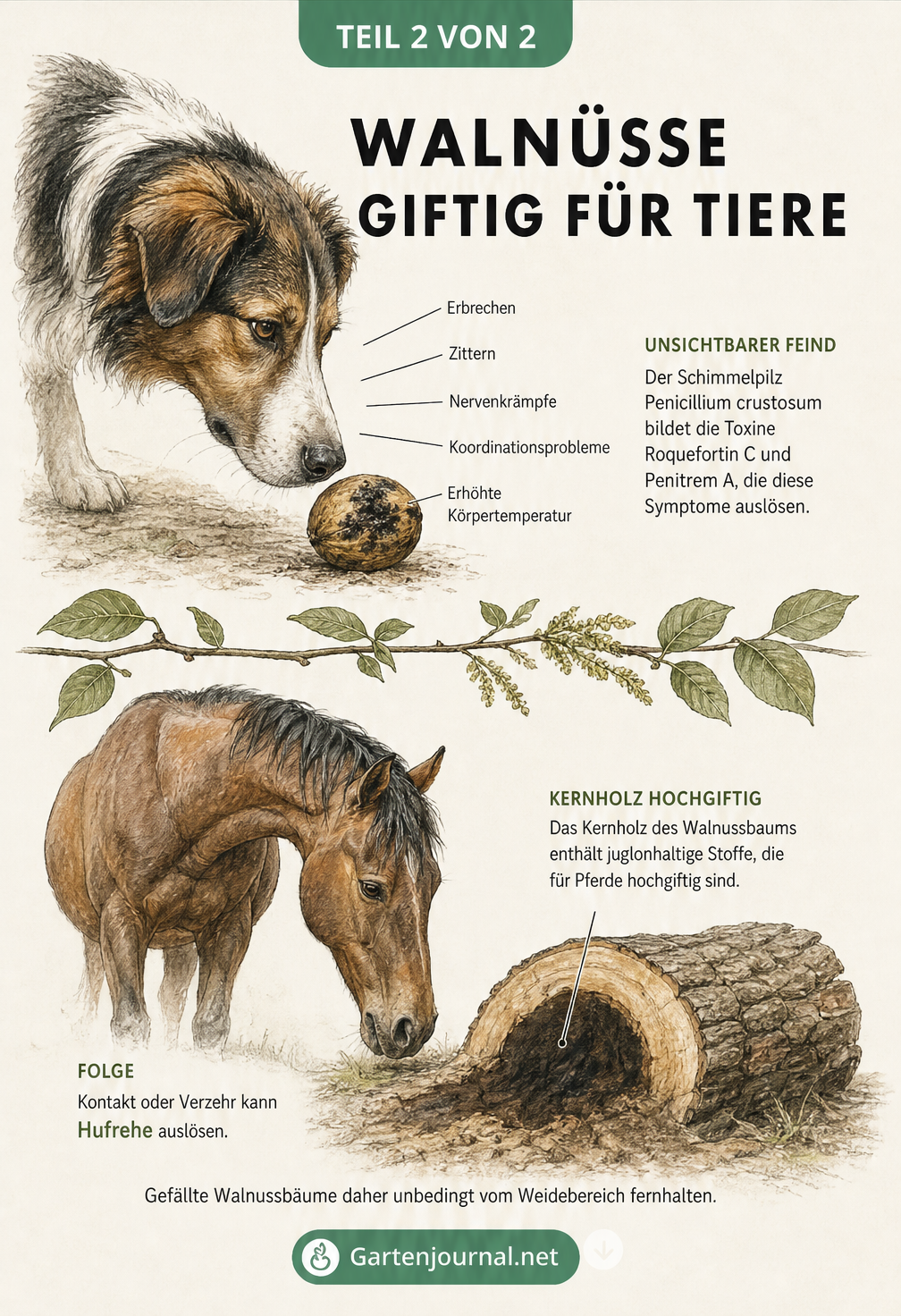 Illustration eines Hundes und eines Pferdes mit Hinweisen zur Giftigkeit von Walnüssen und Walnussholz