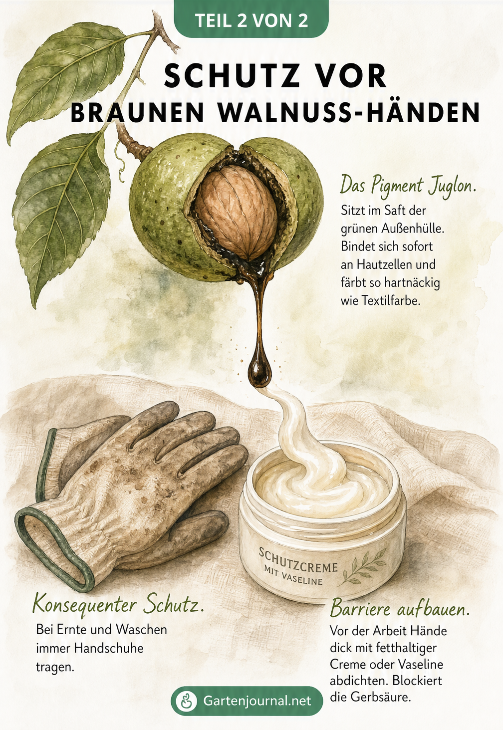 Gegenüberstellung von Juglon-Saft aus der Walnuss und Schutzmaßnahmen wie Gartenhandschuhen und fetthaltiger Creme