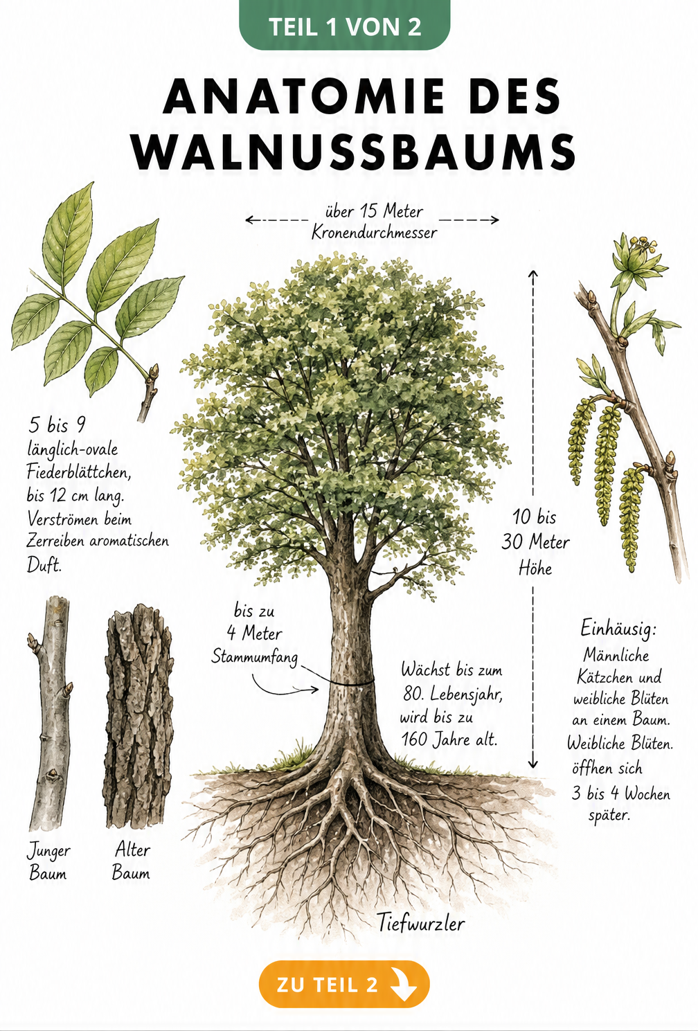 Botanische Illustration der Anatomie eines Walnussbaums mit Wurzelwerk, Blättern, Rinde und Blüten