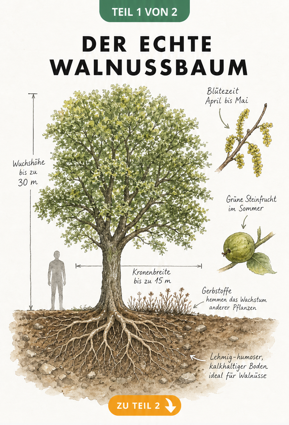 Botanische Illustration eines Walnussbaums im Querschnitt mit Wurzelwerk, menschlicher Silhouette als Maßstab und Detailzeichnungen von Blüten und Früchten