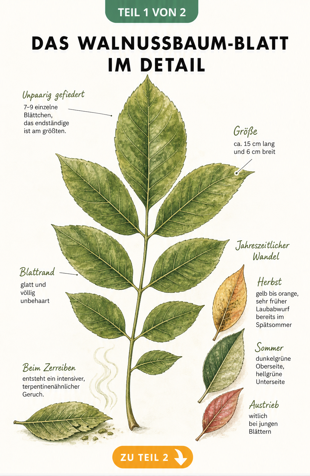 Botanische Illustration eines Walnussbaum-Blattes mit Details zu Aufbau, Maßen und Herbstfärbung