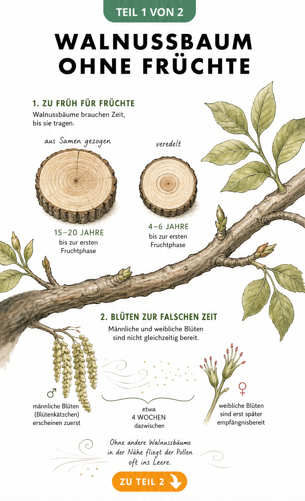 Botanische Illustration eines Walnussastes, die das Alter bis zur ersten Ernte und die zeitversetzte Blüte von männlichen und weiblichen Blüten zeigt.