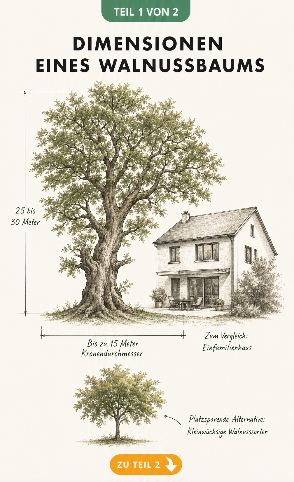 Maßstabsgetreue Skizze eines Walnussbaums im Vergleich zu einem Einfamilienhaus, die Wuchshöhe und Kronendurchmesser zeigt.