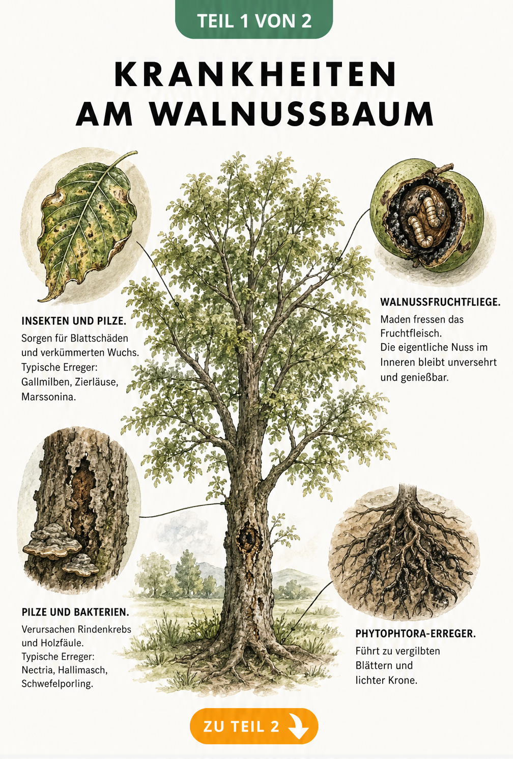 Illustration eines Walnussbaums mit Detailansichten typischer Krankheiten an Wurzeln, Stamm, Blättern und Früchten