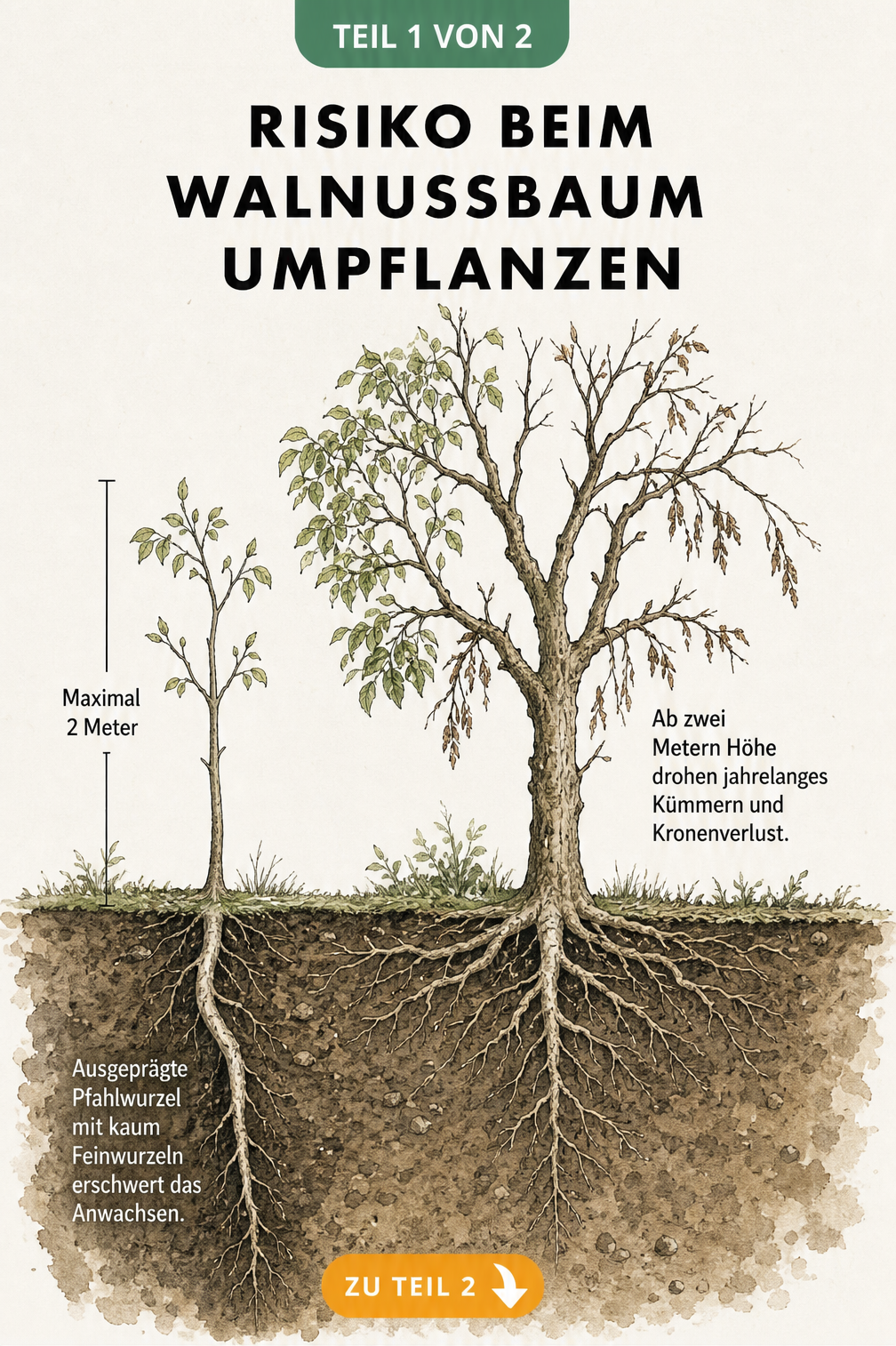 Illustration eines Bodenquerschnitts, der die Pfahlwurzel eines jungen und eines alten Walnussbaums vergleicht