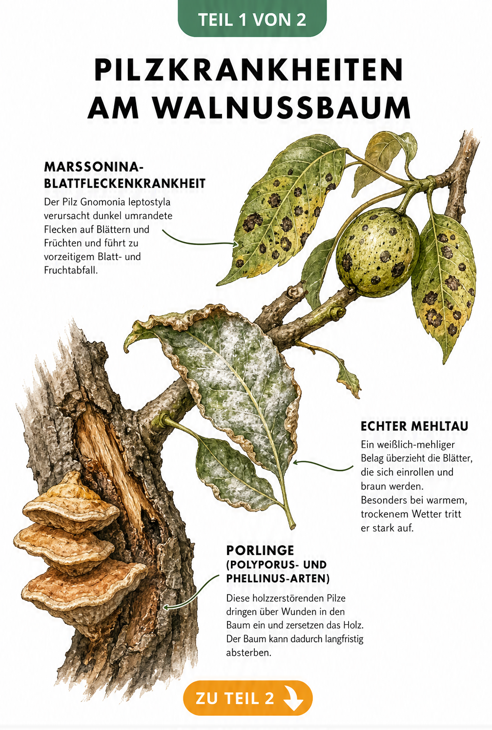 Illustration der häufigsten Pilzkrankheiten am Walnussbaum: Marssonina-Blattfleckenkrankheit, Echter Mehltau und Porlinge an Ast und Stamm.