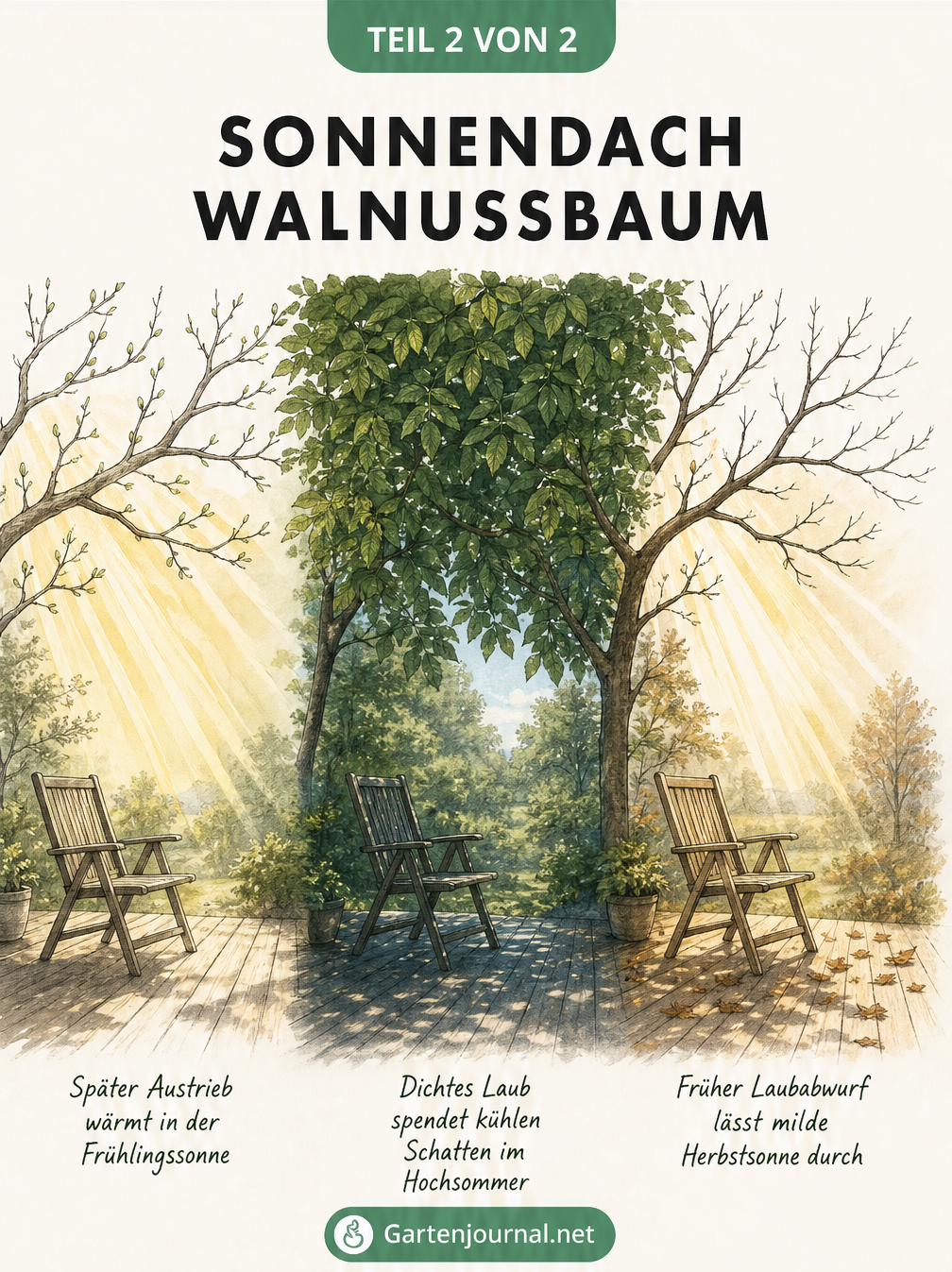 Illustration eines Walnussbaums im Jahresverlauf, der im Frühjahr und Herbst Sonne durchlässt und im Sommer kühlen Schatten spendet.