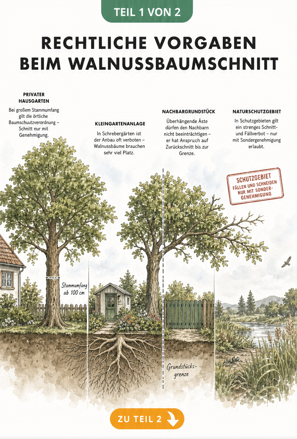 Illustration verschiedener Grundstücke mit Walnussbäumen und Hinweisen zu Baumschutzverordnung, Pflanzverbot im Kleingarten, Nachbarrecht und Naturschutz