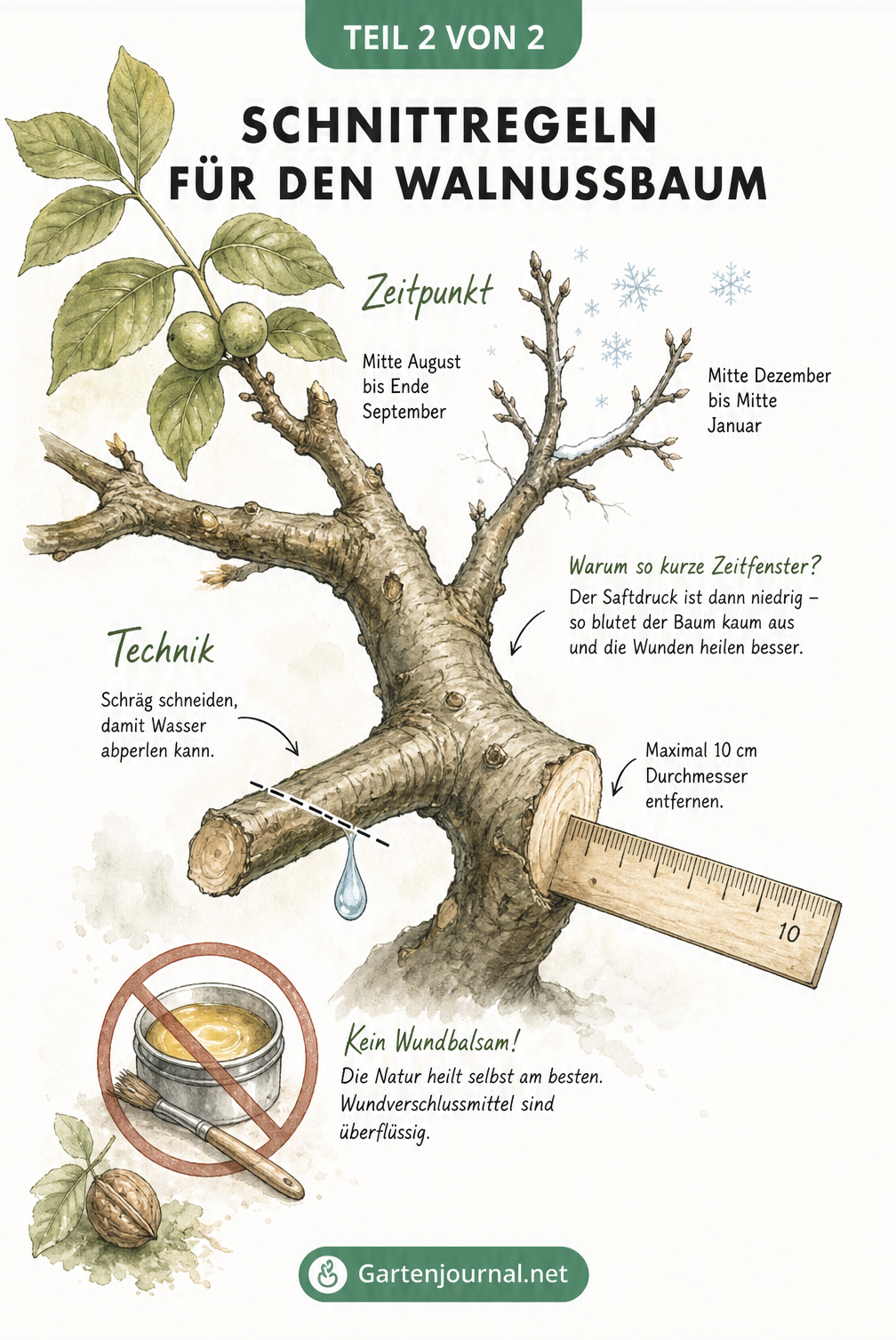 Botanische Zeichnung eines Walnussastes mit Hinweisen zum Schnittzeitpunkt im Spätsommer oder Winter sowie zur Schnitttechnik an einer Astgabelung