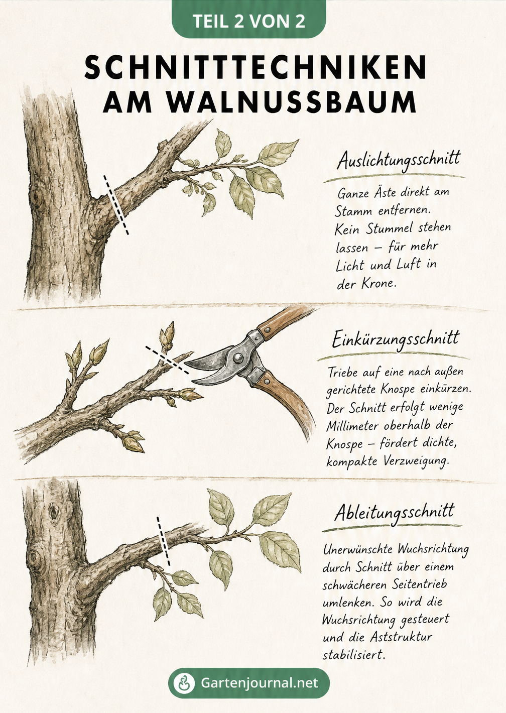 Drei Schnitttechniken am Walnussbaum: Auslichtungsschnitt direkt am Stamm, Einkürzungsschnitt über einer Knospe und Ableitungsschnitt auf einen Seitentrieb.