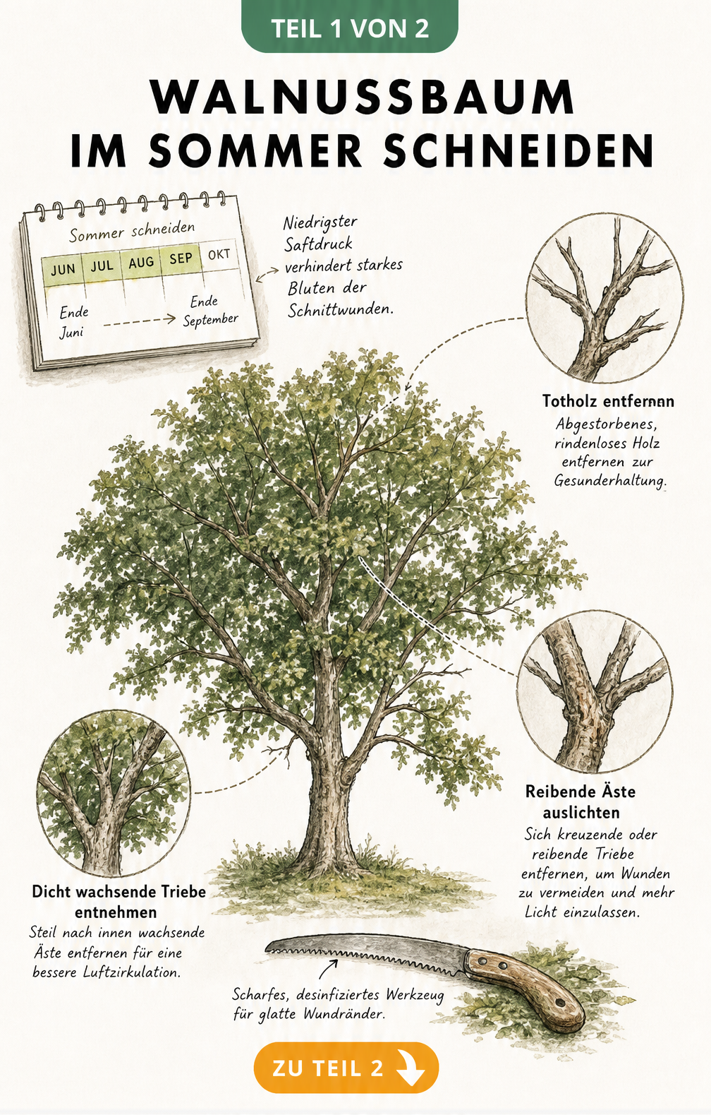 Illustration eines Walnussbaums mit Kalenderabriss für den Sommerschnitt und Detailansichten zu Totholz, kreuzenden Ästen und nach innen wachsenden Trieben.