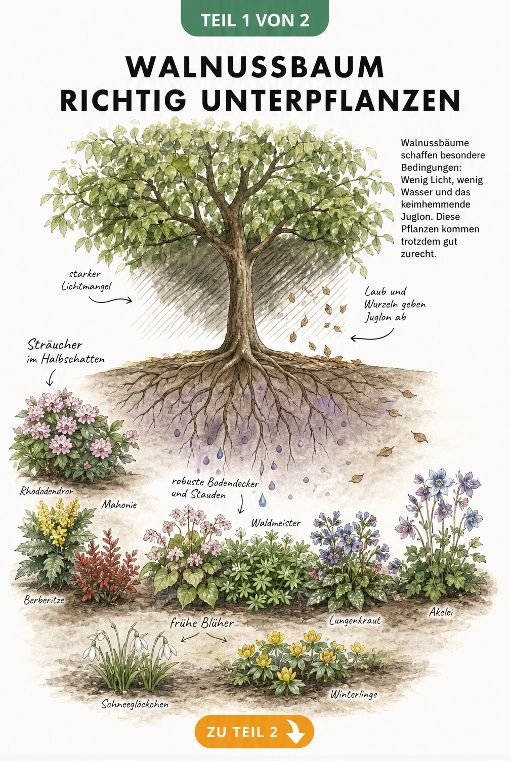 Botanische Illustration eines Walnussbaums mit resistenten Pflanzen wie Rhododendron, Elfenblume und Schneeglöckchen im Wurzelbereich