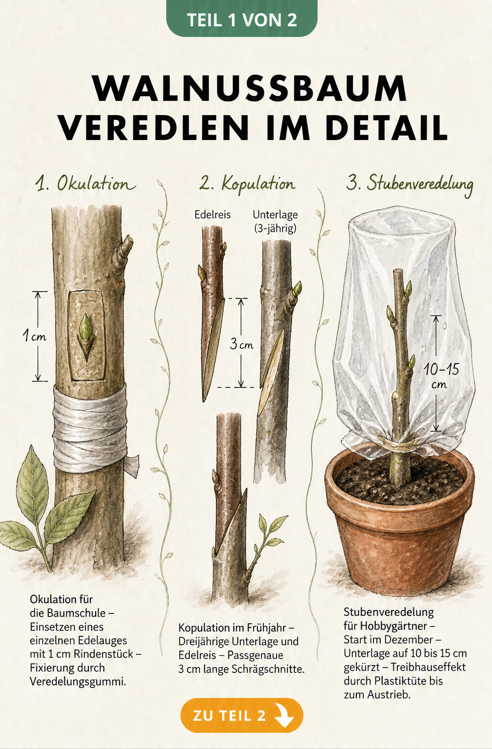 Illustration der drei Veredelungsmethoden für Walnussbäume: Okulation, Kopulation und Stubenveredelung