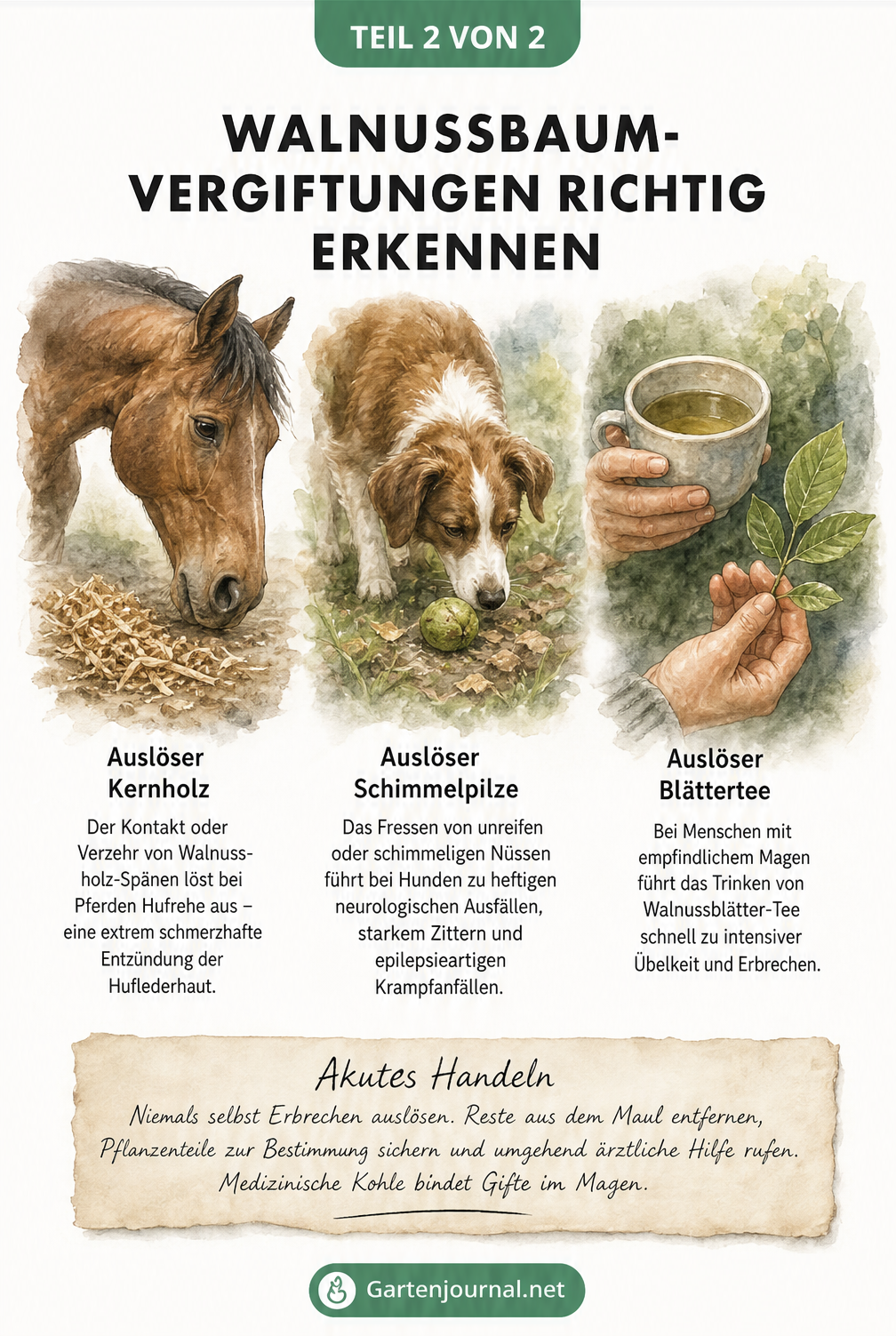 Aquarell-Illustration, die Vergiftungssymptome bei Pferd, Hund und Mensch durch Walnussbaum-Teile zeigt, inklusive Akutmaßnahmen.