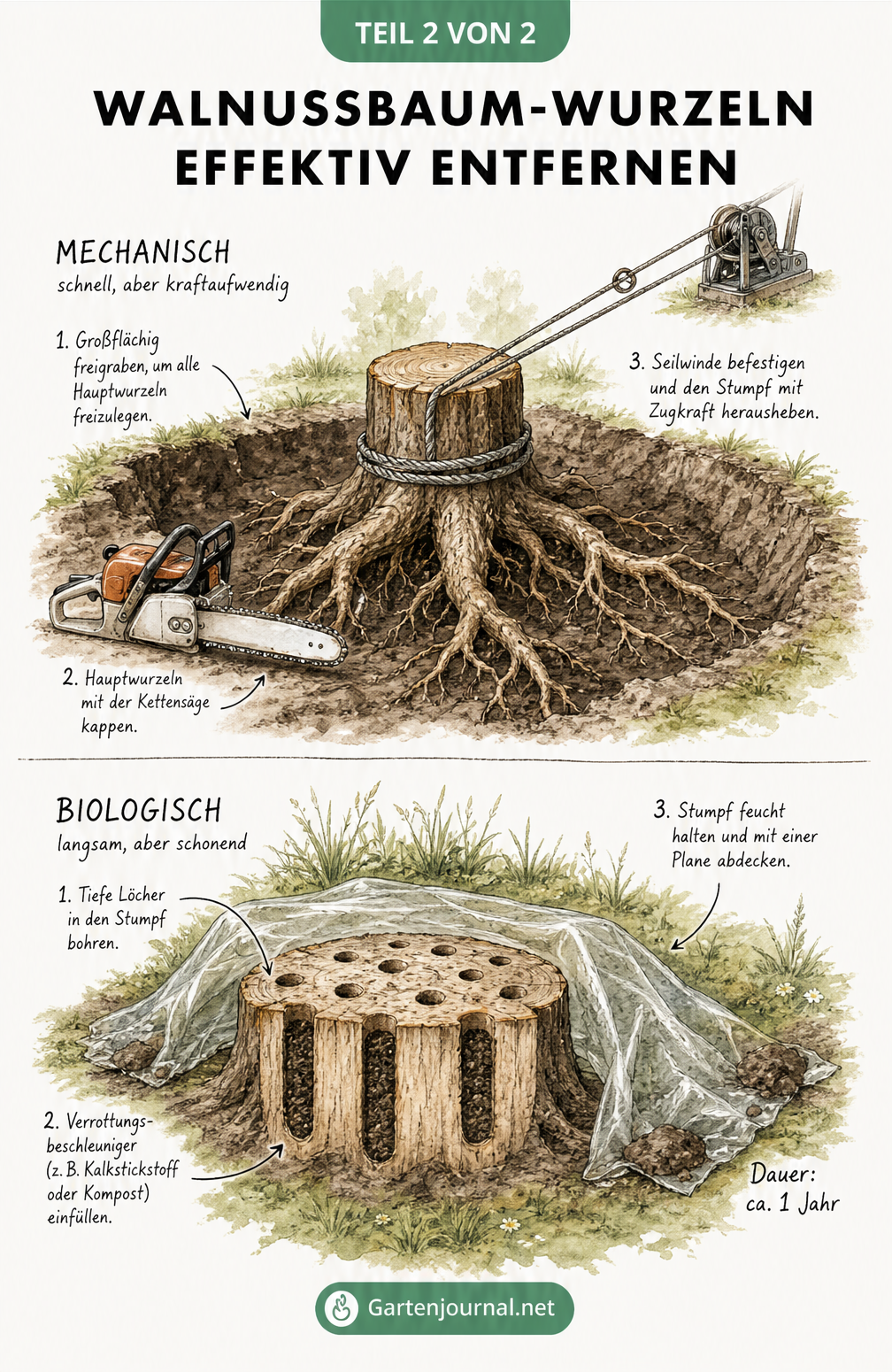Illustration zweier Methoden zur Entfernung von Walnussbaumwurzeln: Mechanisches Herausziehen mit Seilwinde und biologische Verrottung mit Bohrlöchern