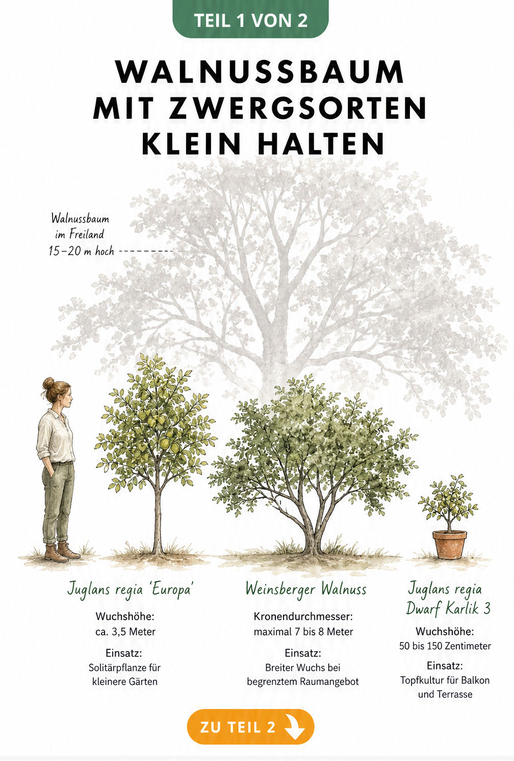 Illustration von drei Walnussbaum-Zwergsorten im Größenvergleich zu einem Menschen und einem klassischen Walnussbaum.