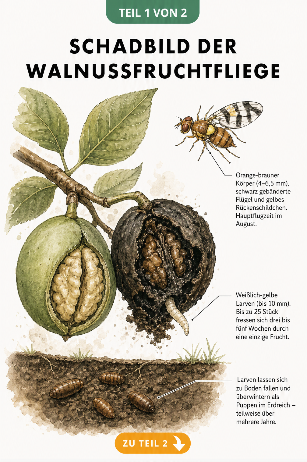 Botanische Illustration eines Walnusszweigs mit einer gesunden und einer von der Walnussfruchtfliege befallenen Nuss sowie Fliege und Larve