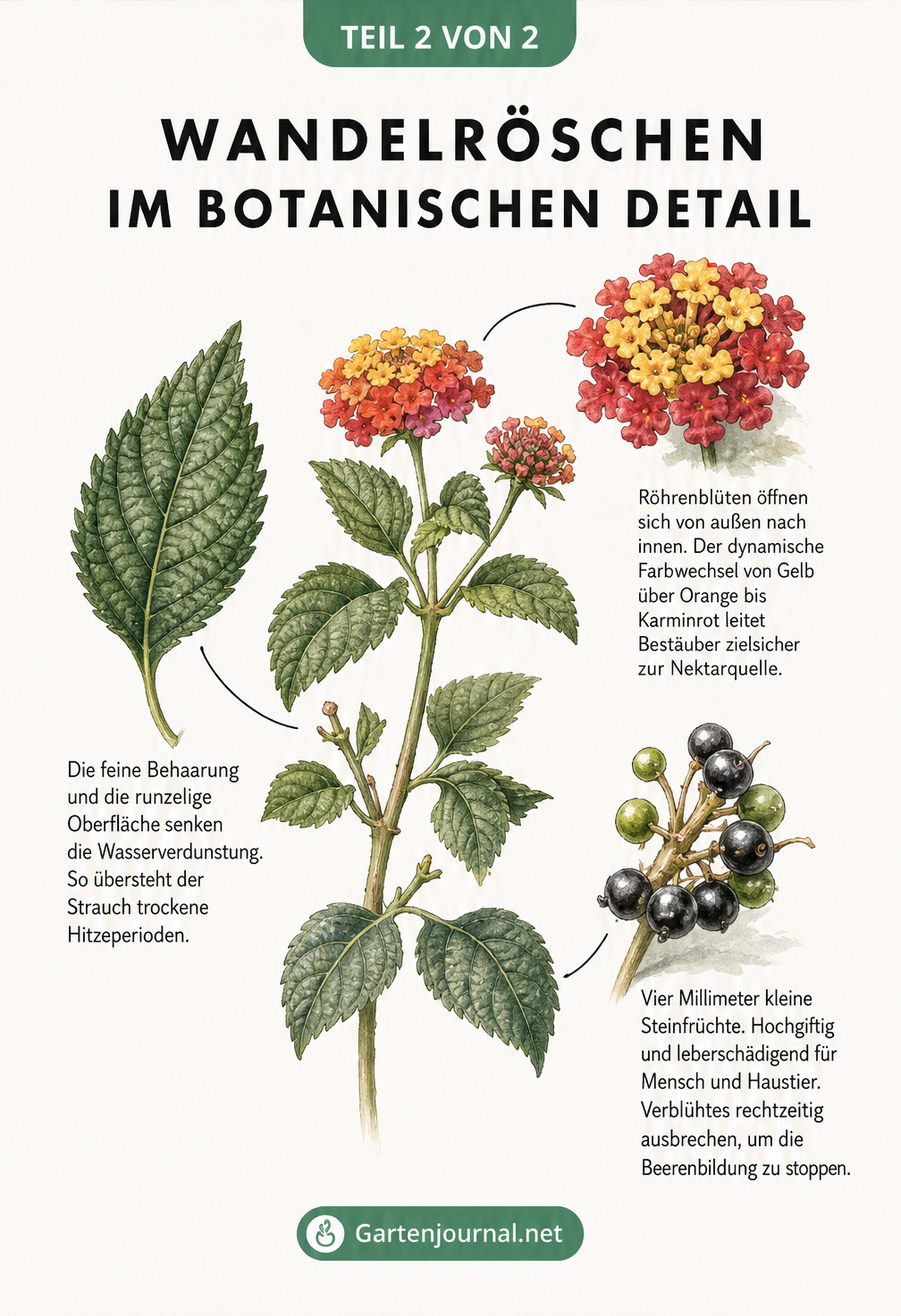 Botanische Illustration von Blüte, Blatt und Fruchtstand des Wandelröschens