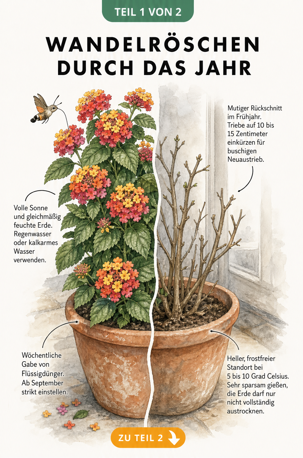 Illustration eines Wandelröschens im Sommer und Winter mit Pflegetipps