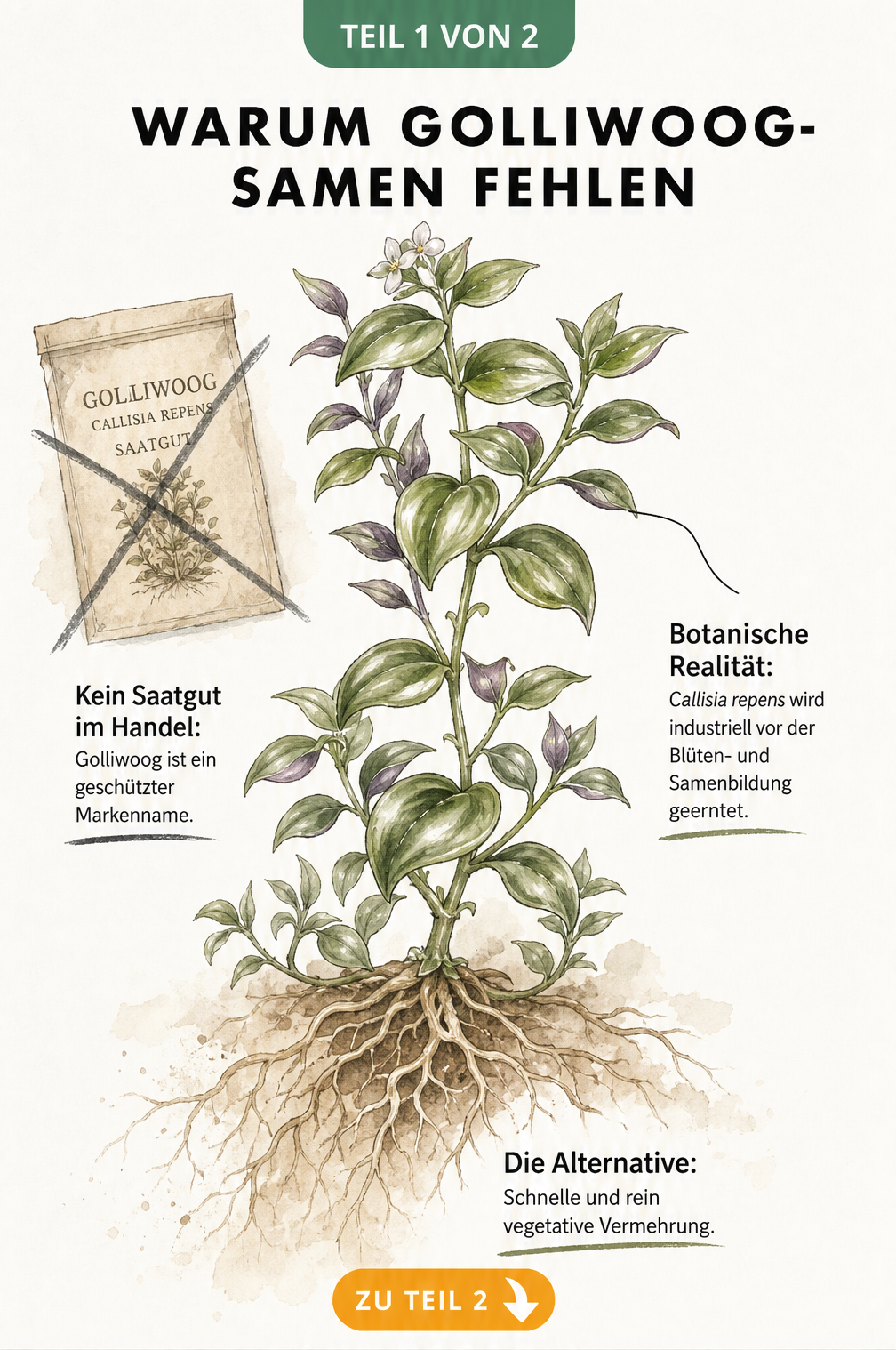 Warum Golliwoog-Samen fehlen als Infografik