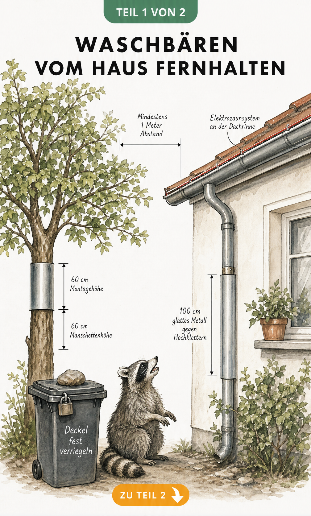 Querschnitt eines Hauses mit Baum und Mülltonne, der zeigt, wie man Waschbären durch Abstände und Manschetten fernhält