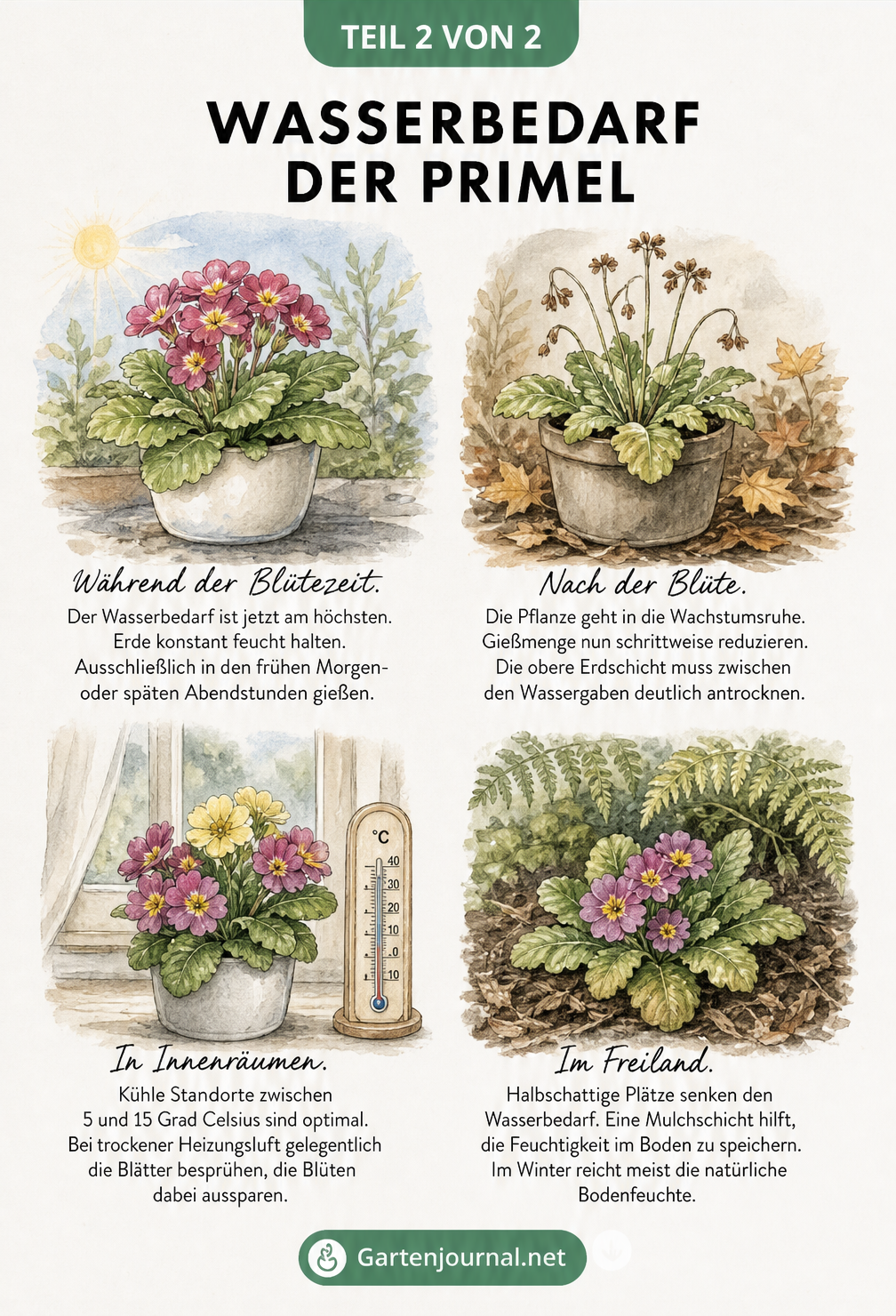 Vier Illustrationen zum Wasserbedarf von Primeln während und nach der Blüte sowie drinnen und draußen