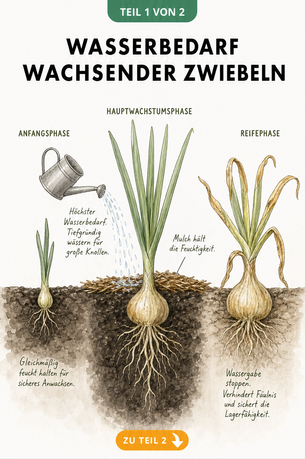 Schnittbild des Bodens zeigt drei Lebensphasen einer Zwiebelpflanze mit unterschiedlichem Wasserbedarf