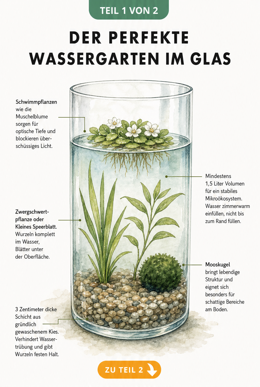 Querschnitt eines Glasgefäßes mit Wasserpflanzen, Kiesboden und Mooskugel