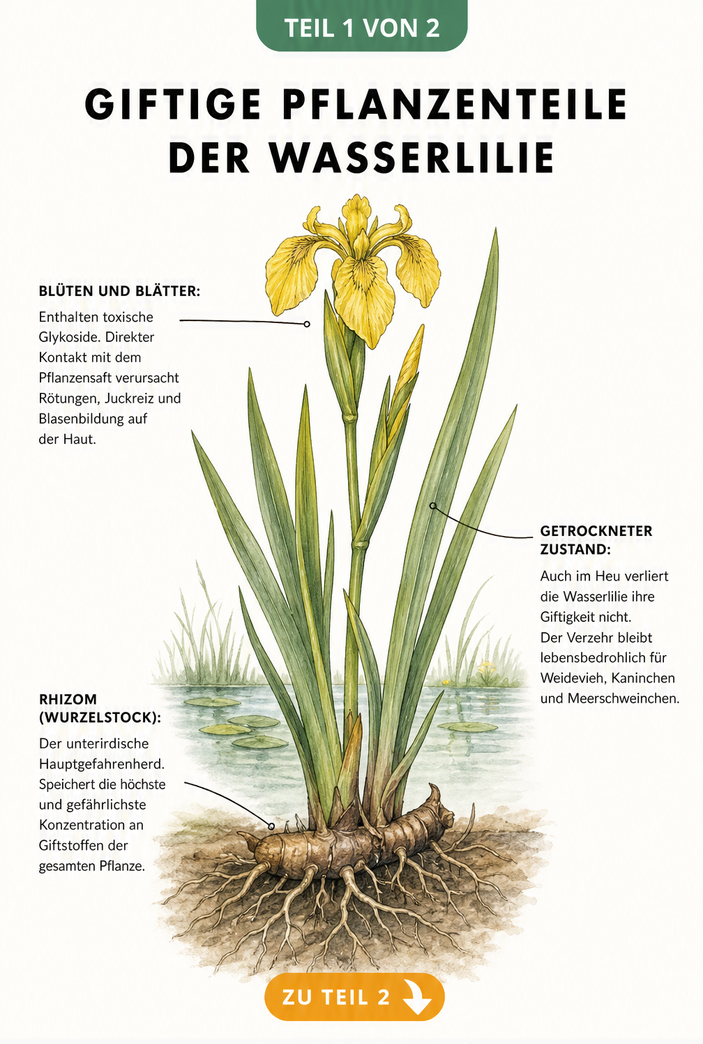 Botanische Illustration der Sumpfschwertlilie mit Markierung der giftigen Pflanzenteile wie Blüten, Blätter und Rhizom