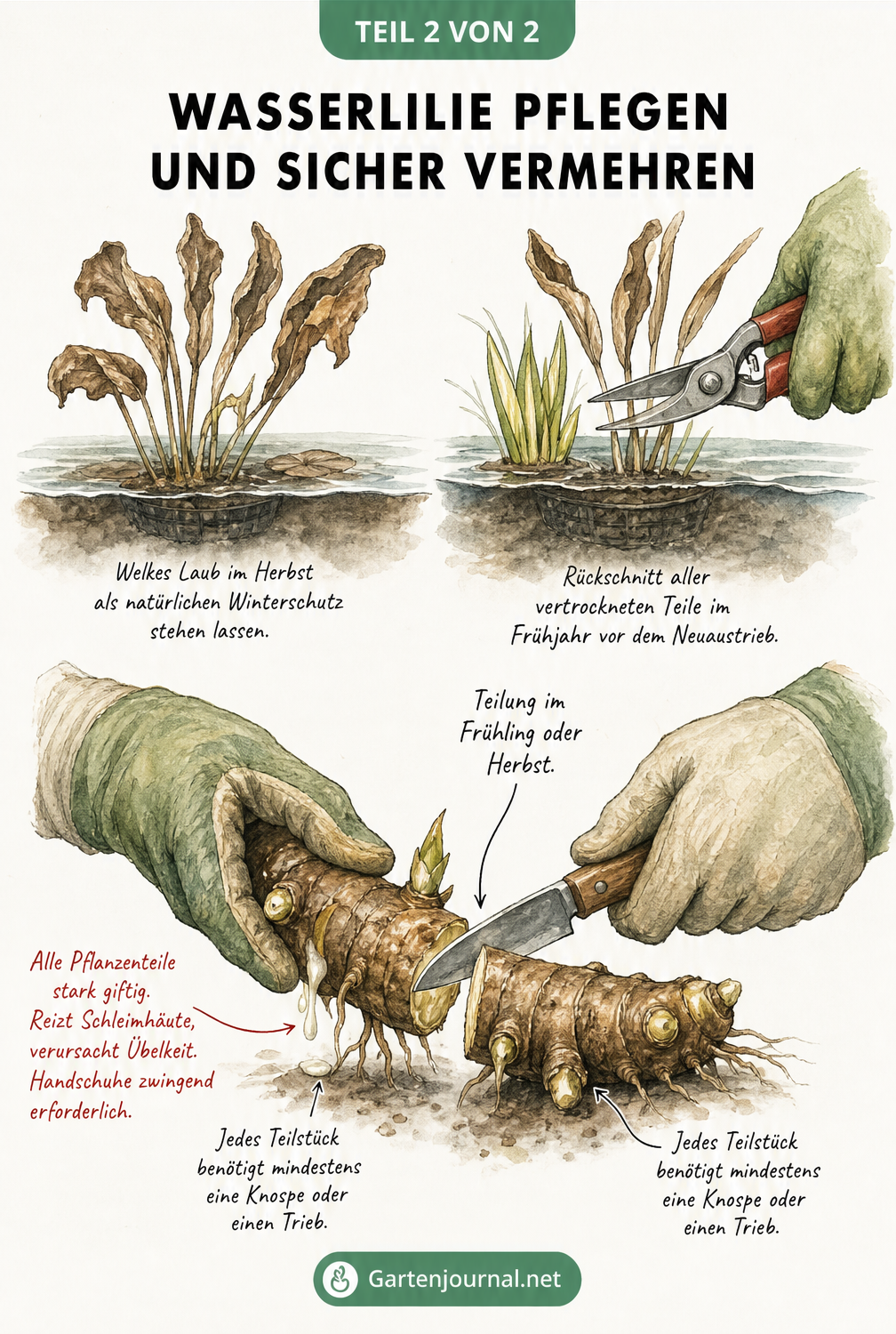 Zeichnung zur Pflege und Vermehrung der Wasserlilie, inklusive Rückschnitt im Frühjahr und Teilung des Rhizoms mit Handschuhen.