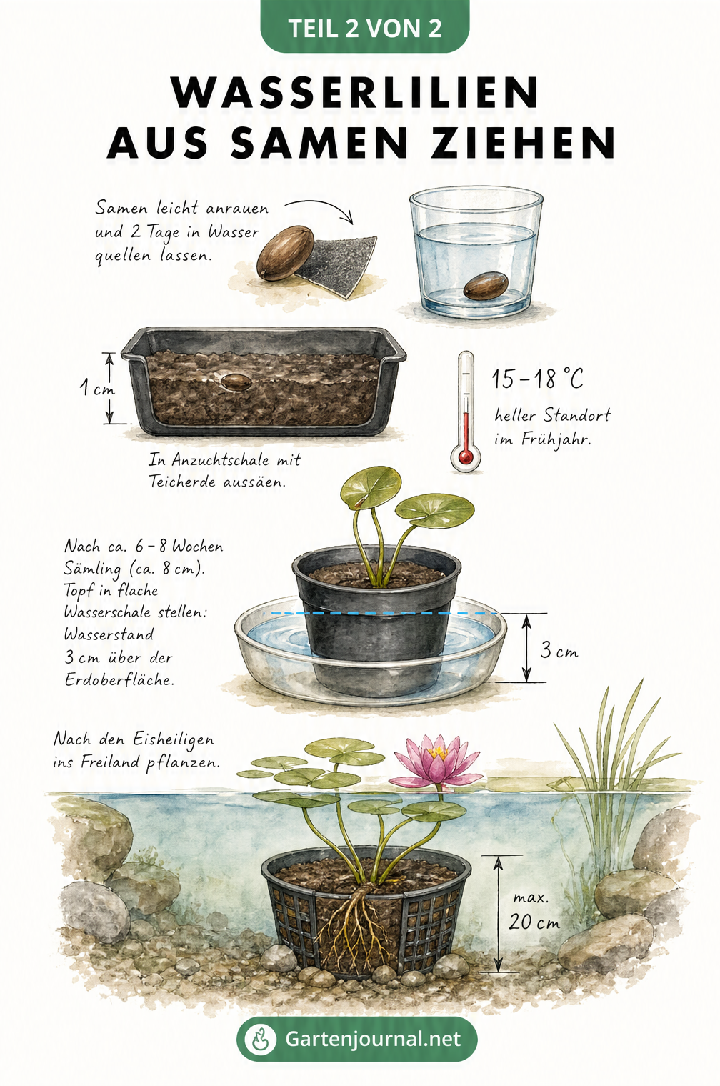 Aquarell-Illustration des Wachstumsprozesses einer Wasserlilie vom Samenkorn über den Sämling im Topf bis zur Auspflanzung im Gartenteich.