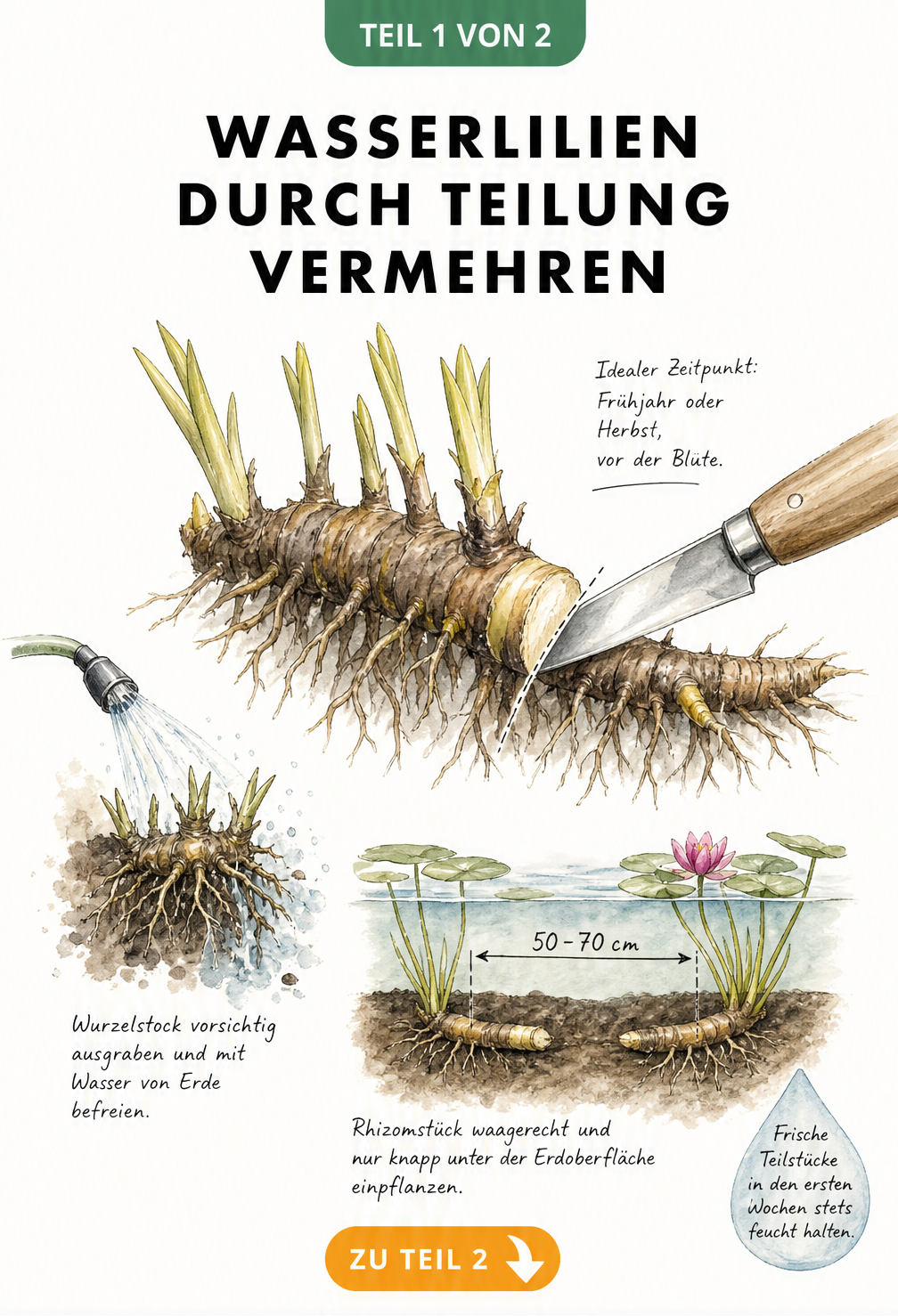 Botanische Illustration eines Wasserlilien-Rhizoms, das mit einem Gärtnermesser geteilt wird, inklusive Pflanzabstand und Wassertropfen.