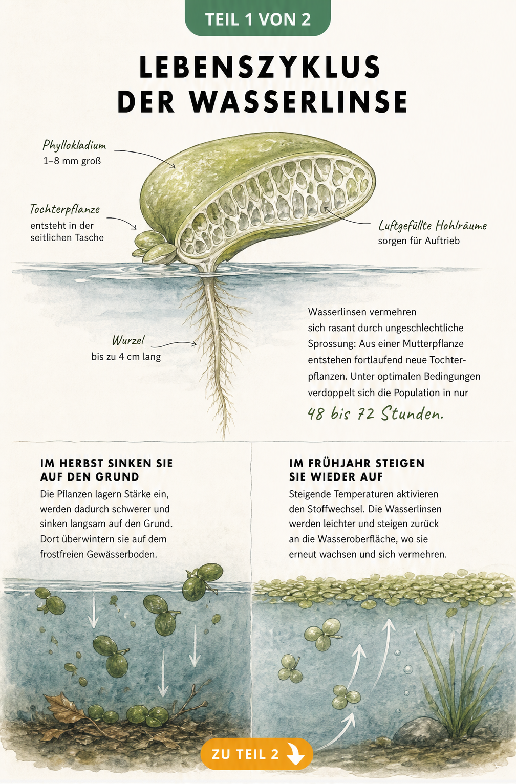 Illustration des Lebenszyklus einer Wasserlinse mit Querschnitt und jahreszeitlichem Wandel