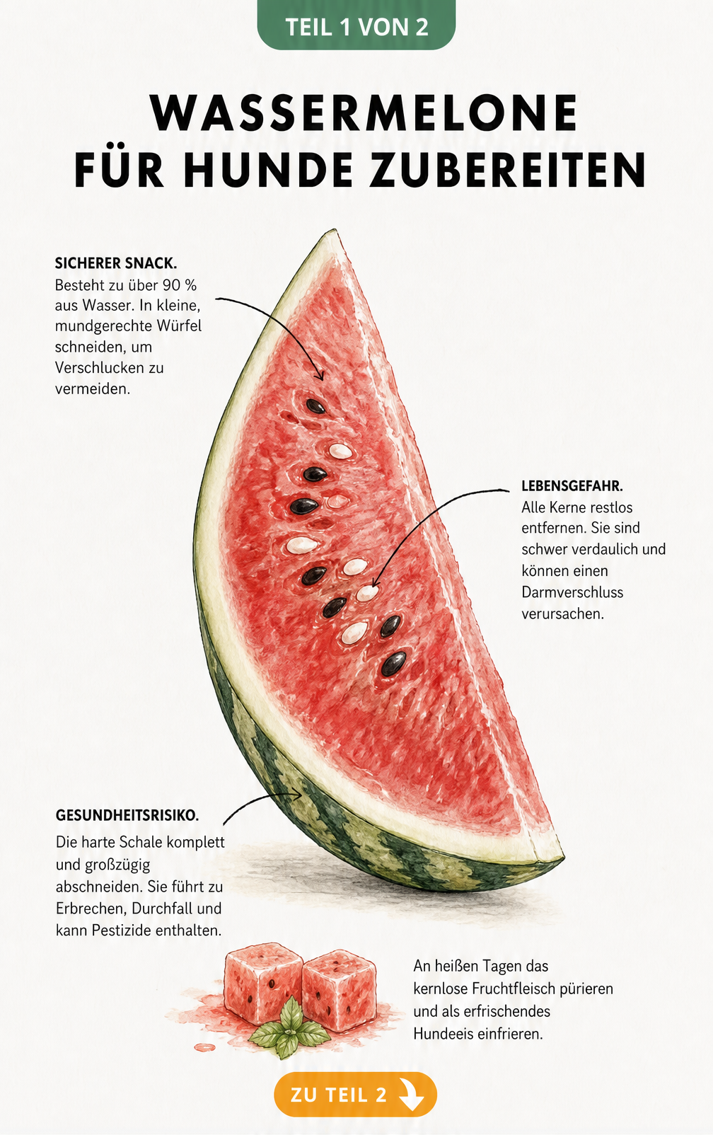 Illustration einer Wassermelone mit Hinweisen zur sicheren Zubereitung für Hunde
