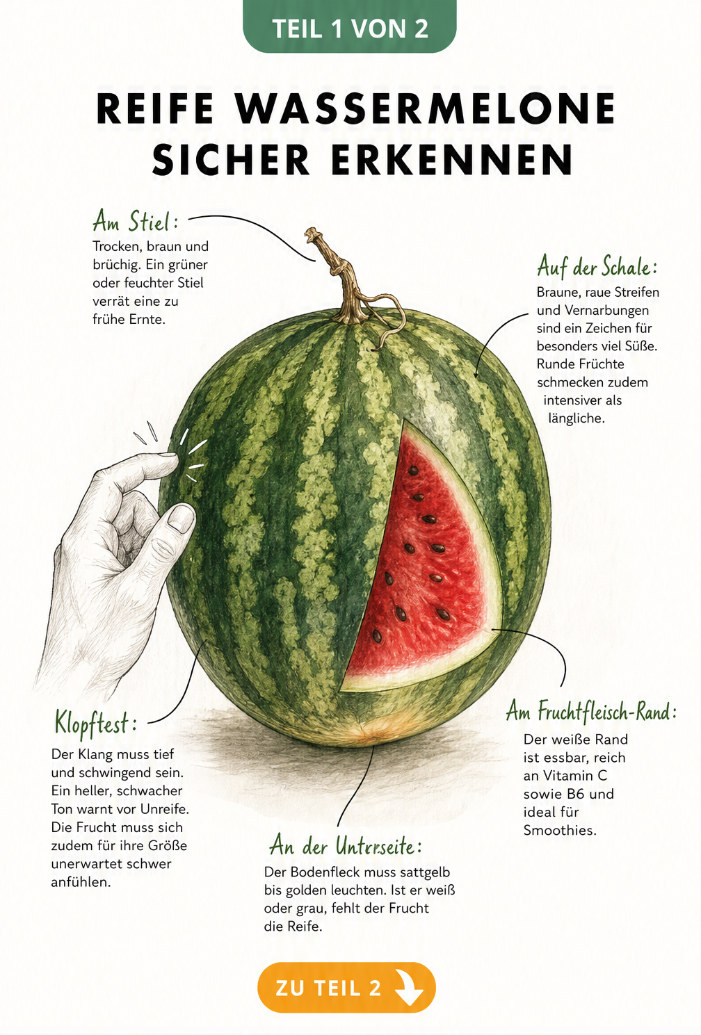 Illustration einer aufgeschnittenen Wassermelone mit Hinweisen zu Reifemerkmalen wie Stiel, Bodenfleck, Schale und Klang