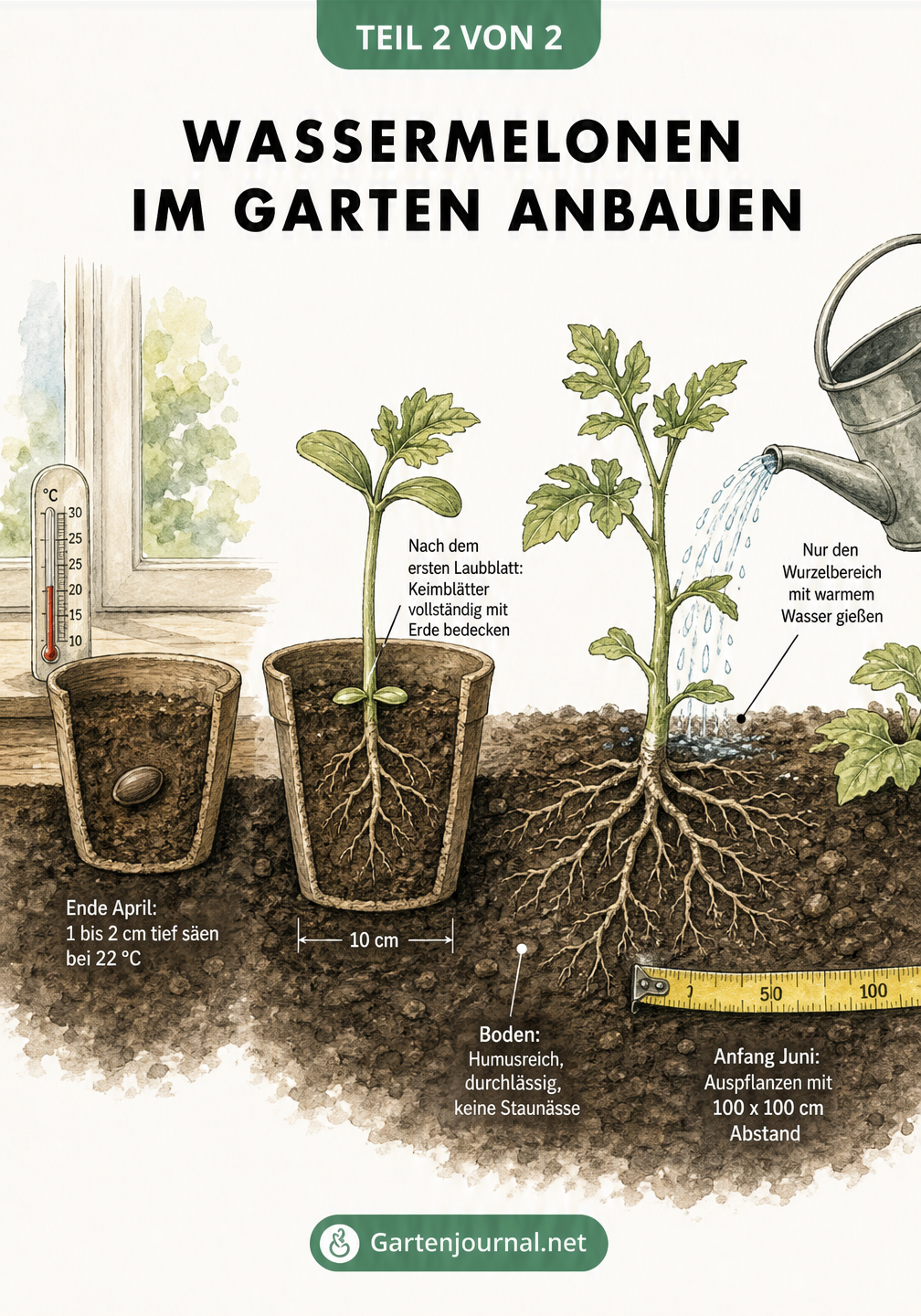 Querschnitt-Zeichnung zum Anbau von Wassermelonen von der Aussaat im Topf über das Pikieren bis zum Auspflanzen ins Freiland