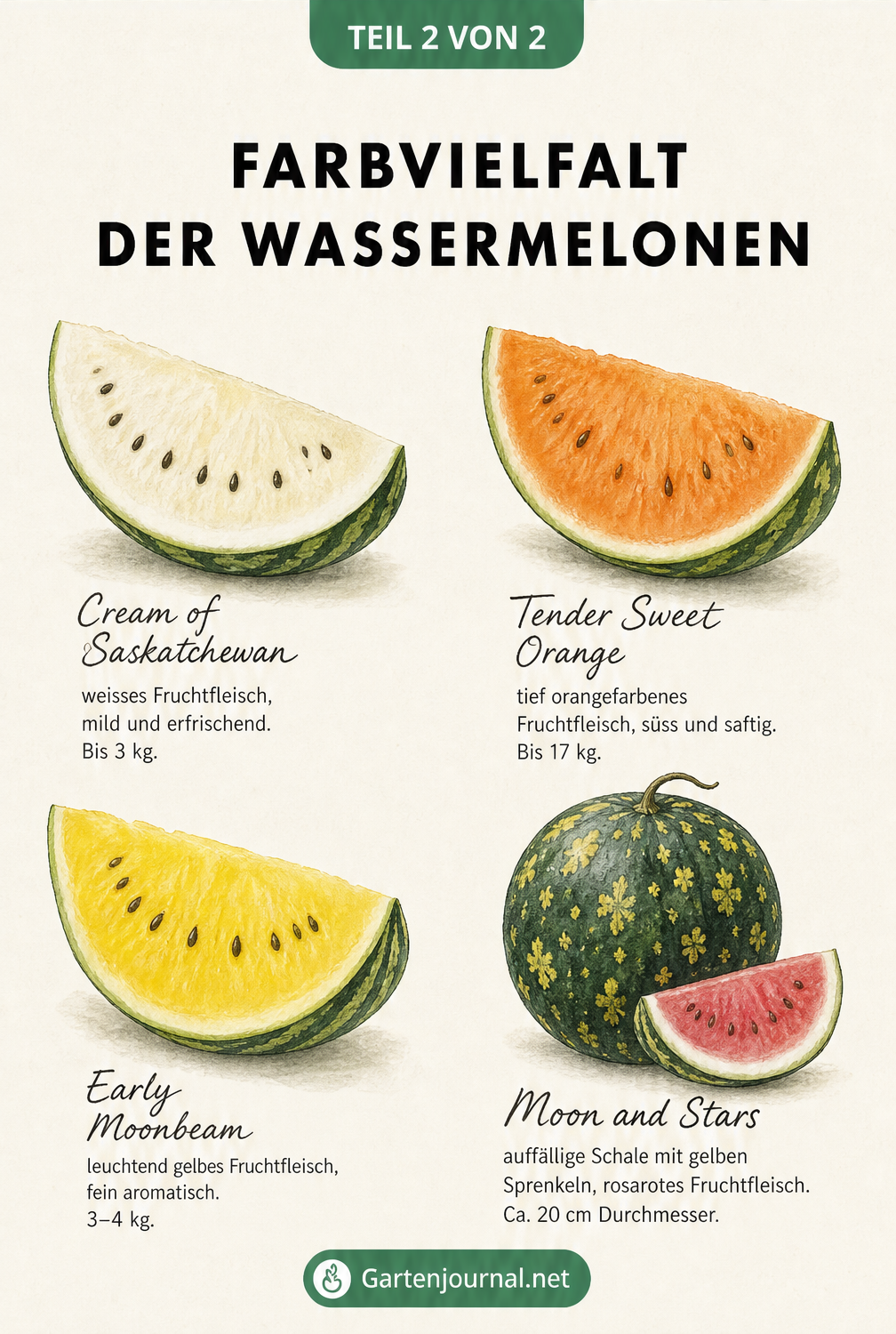 Illustration von vier Wassermelonen-Sorten mit ungewöhnlichen Fruchtfleischfarben wie weiß, orange und gelb