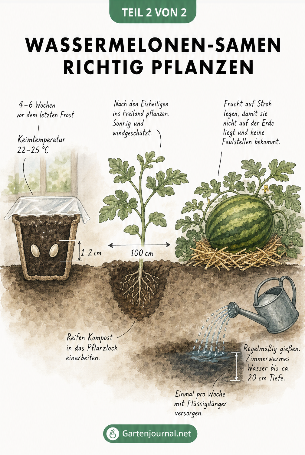 Zeichnung des Wachstumsprozesses einer Wassermelone von der Aussaat im Topf über das Auspflanzen bis zur reifen Frucht auf Stroh