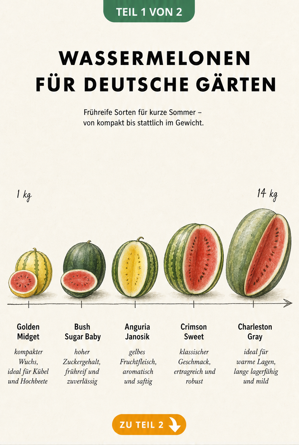 Illustration von sechs frühreifen Wassermelonen-Sorten für deutsche Gärten auf einer Gewichtsskala von 1 bis 14 kg