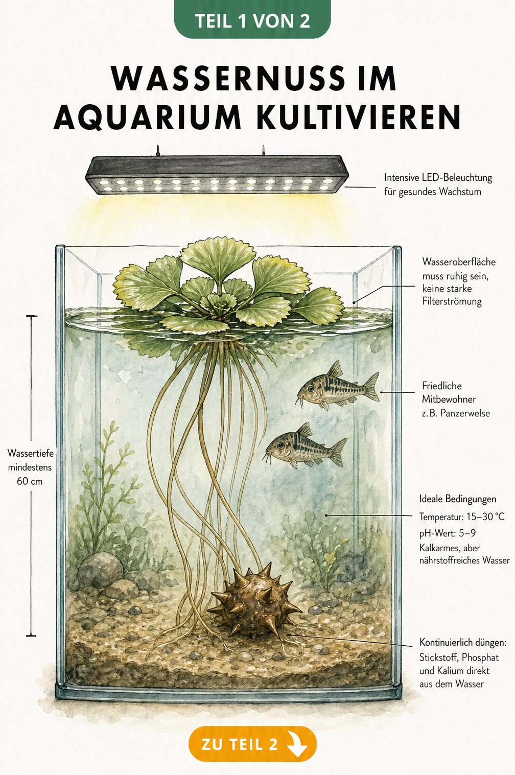 Querschnitt eines Aquariums mit einer Wassernuss, die an der Oberfläche schwimmt, und Informationen zu Pflege, Wassertemperatur und Nährstoffen.